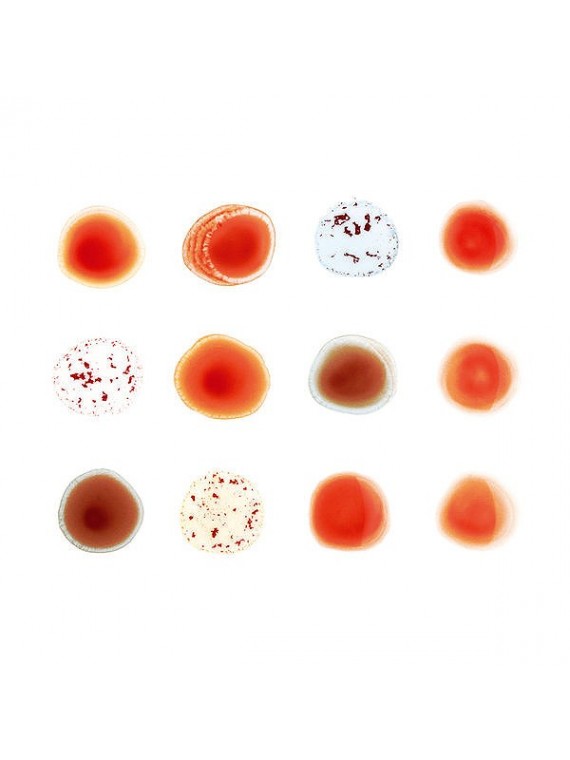 Peter Gabriel   Scratch My Back / And I'll Scratch Yours